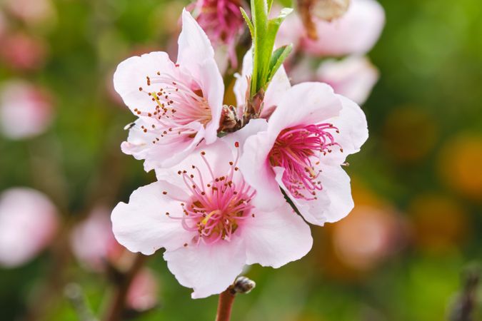 Sakura sprig with blooming flowers growing in garden