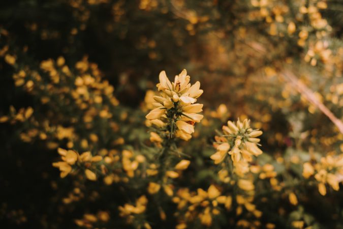 Yellow meadow flowers among green leaves