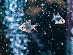 Exotic fish in aquarium