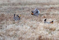 Male Prairie Chickens during an encounter on the booming grounds at Hamden Slough National Wildlife Refuge in Hamden Township, Minnesota