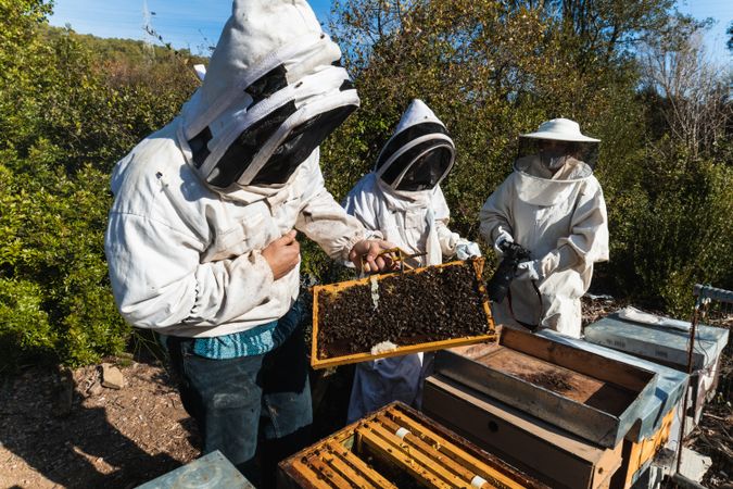Beekeepers working together in apiary