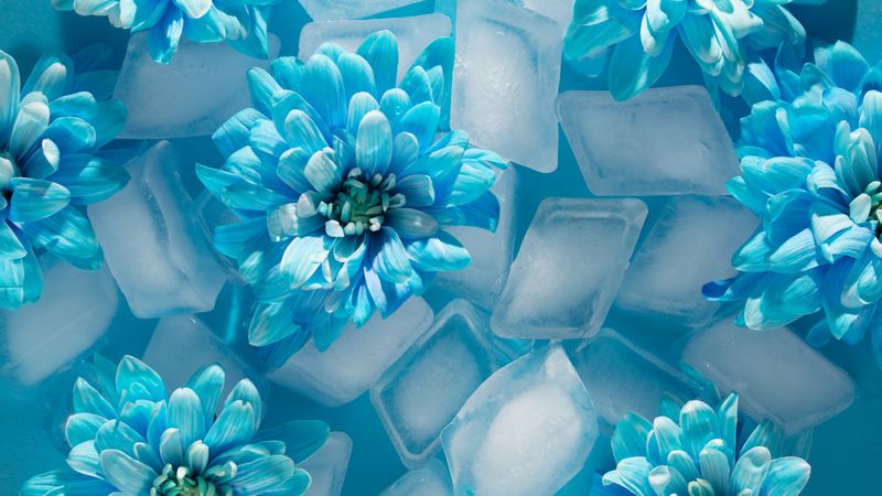 Several blue flower surrounded by ice cubes
