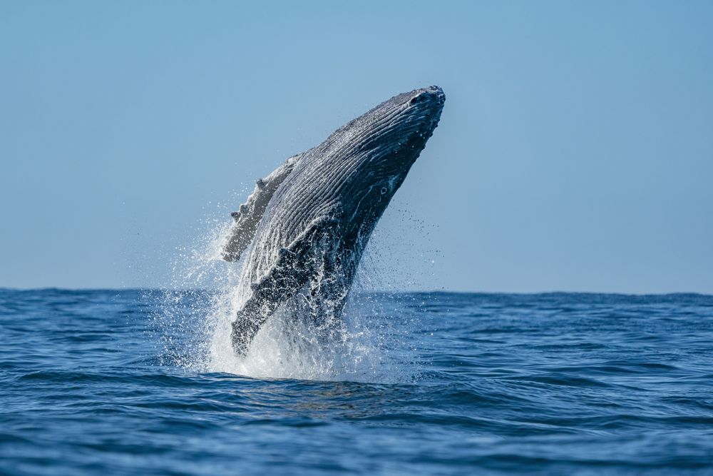 Humpback whale breaching in pacific ocean