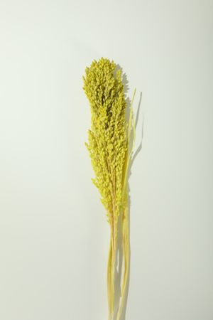 Vertical composition of Bouquet of yellow reed grass in plain room