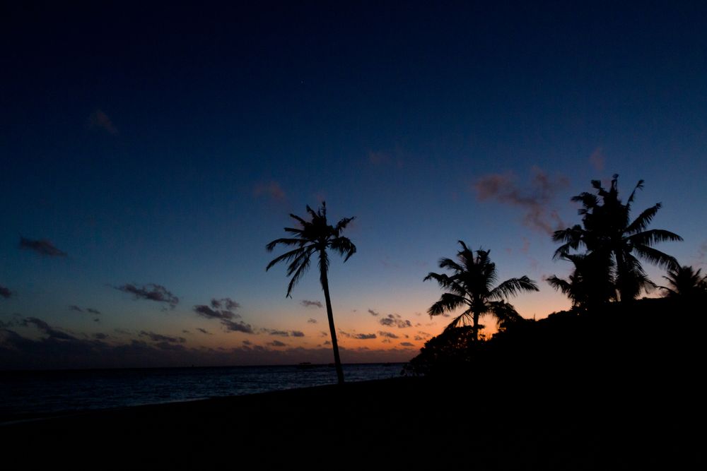 Silhouettes of palms against sunset sky on beach