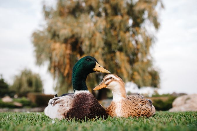Two ducks on grass field