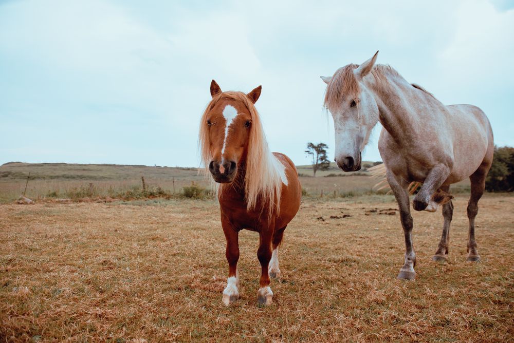 Horses grazing in dry field
