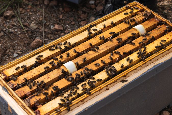 Bees in hive in apiary