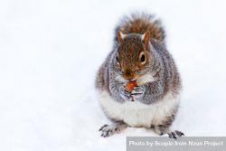 Squirrel on snow covered ground 4MvNkb
