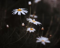 Daisies in a dark field