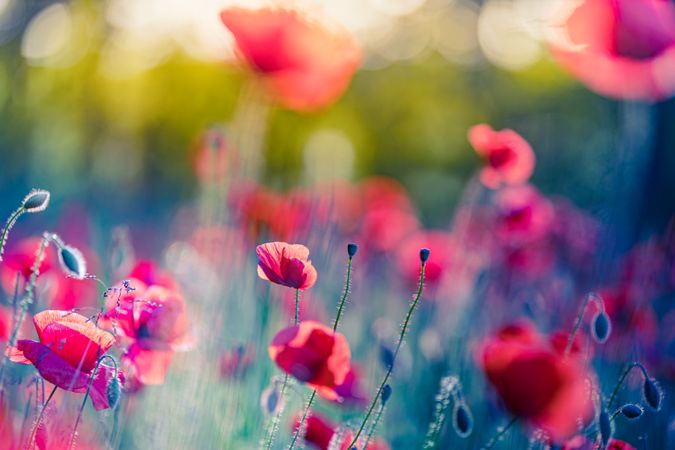 Poppies and buds in the sun