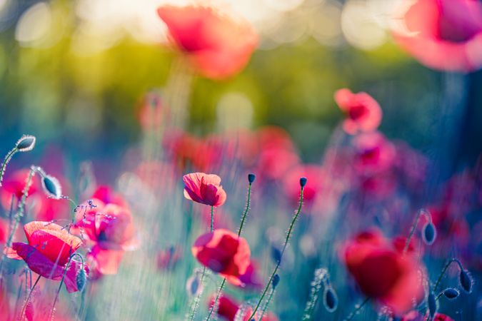 Poppies and buds in the sun