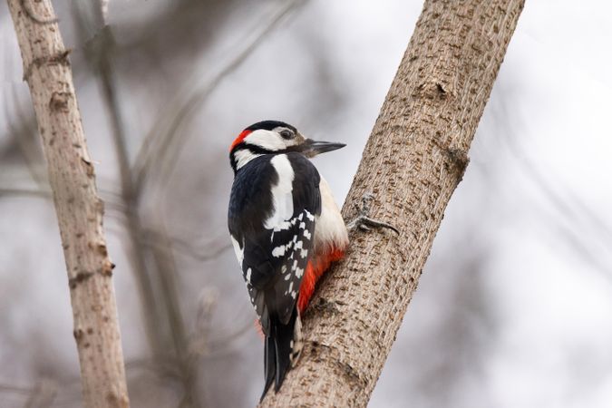 Woodpecker bird on brown tree branch