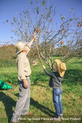 Older man and boy picking apples with wood stick 4AzGgW