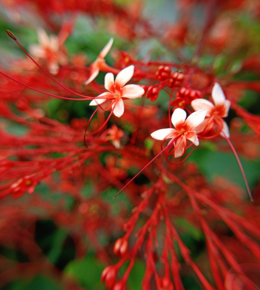 background of small red flowers blooming in spring