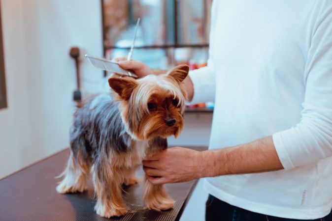 Crop groomer trimming fur of little dog