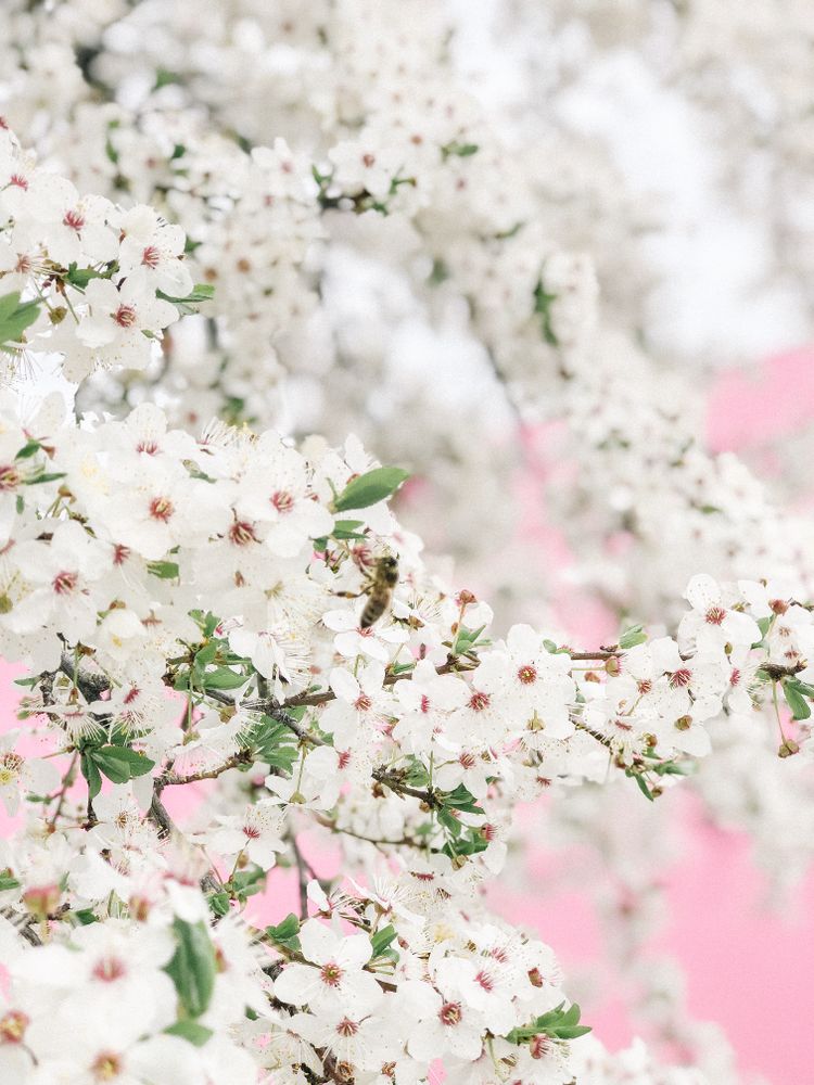 Close-up on cherry blossom in bloom