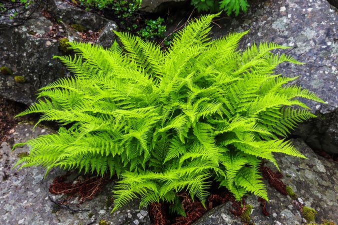 Bright green fern growing between rocks in a garden