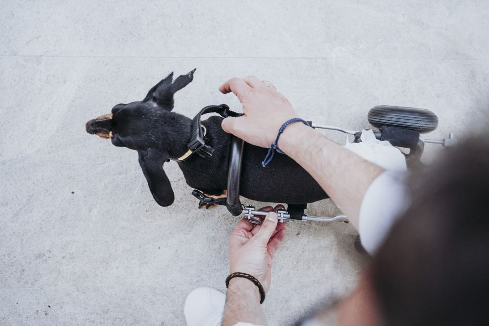 Man fixing wheelchair on dog
