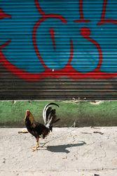 Rooster on leash