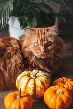 A red cat with an orange pumpkins.  Halloween party concept.