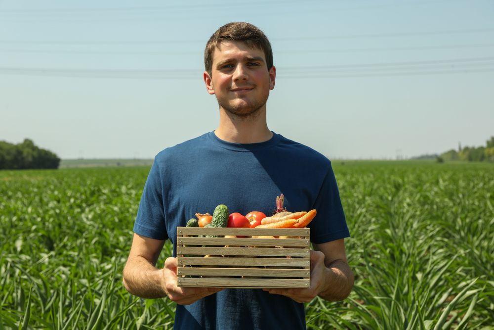 Man with wooden box of vegetables in corn field. Farming
