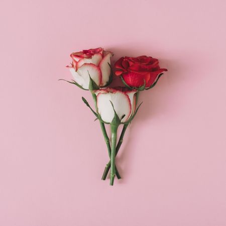 Roses on pink background
