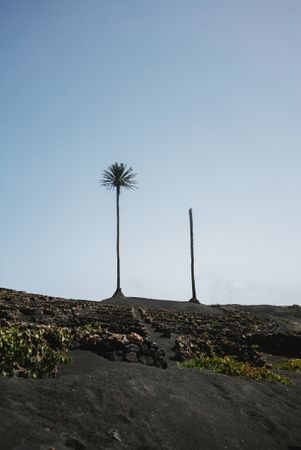 Single palm tree on road in Lazarote