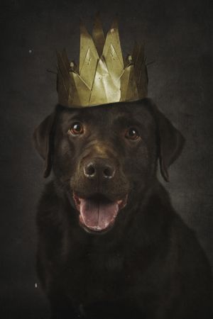 Happy brown Labrador Retriever in golden crown