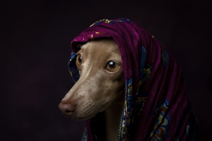 Italian Greyhound dog with scarf