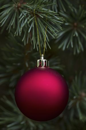 Noble fir tree with red Ornament