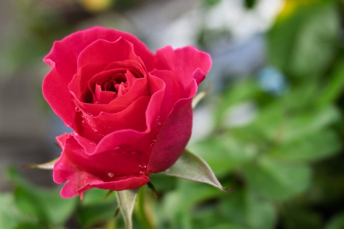 the beauty flower of rose