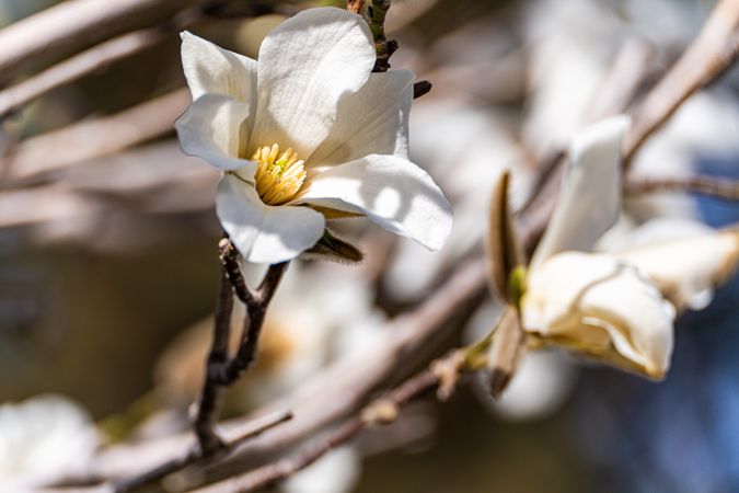 Blooming magnolia tree in the spring park