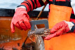 Fisherman measuring the size of a lobster on a boat