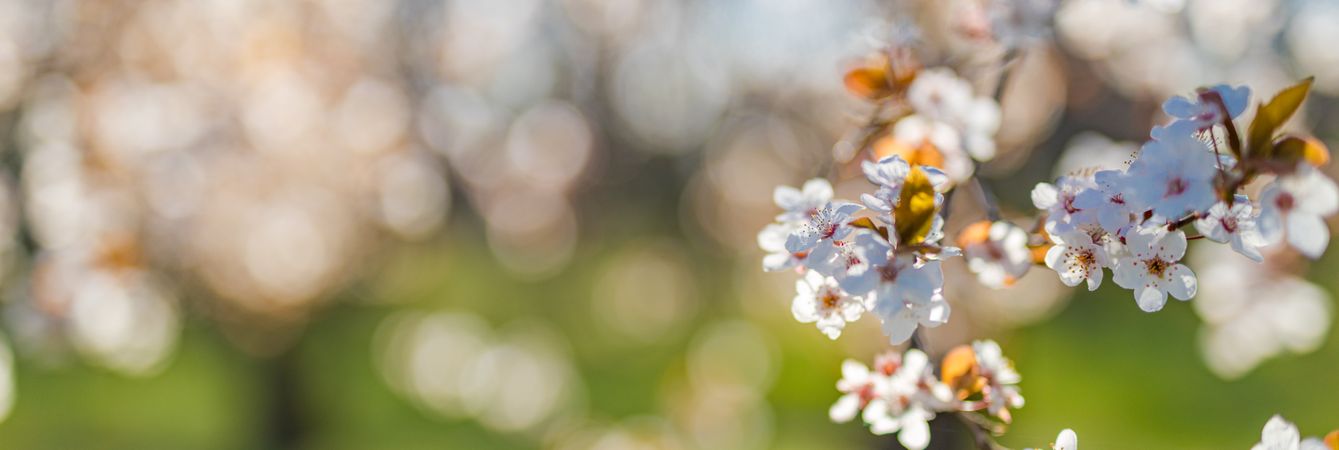 Panorama shot of cherry blossom flower with copy space