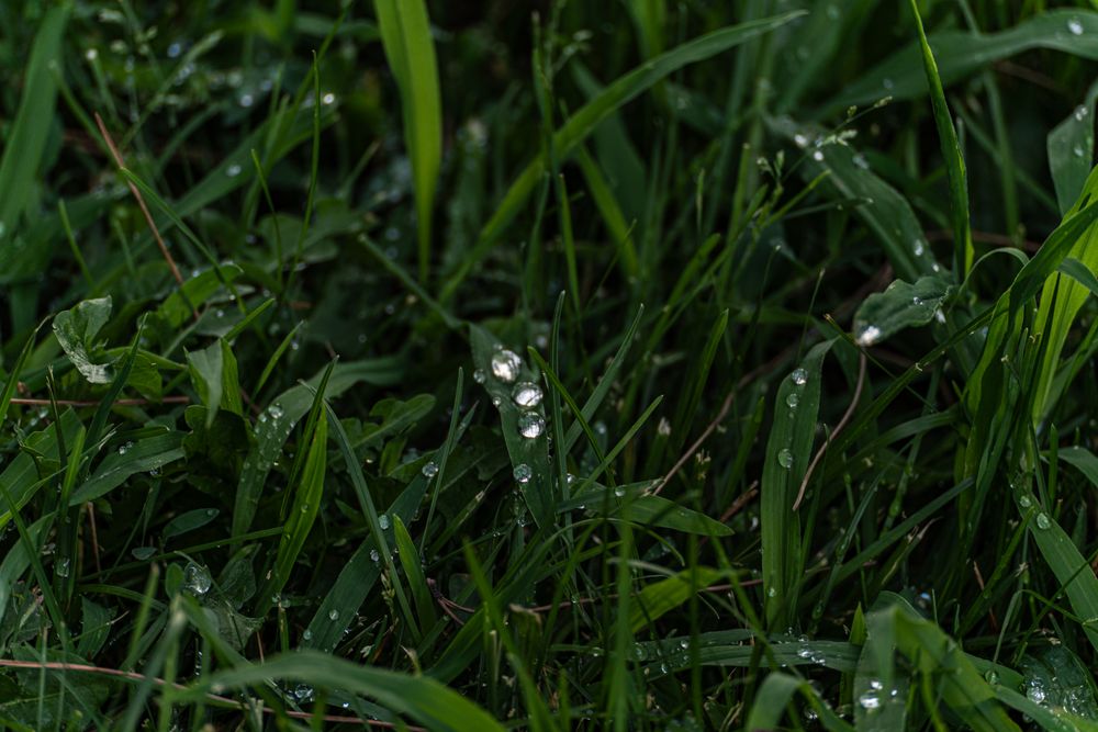 Dew on the grass after the rain