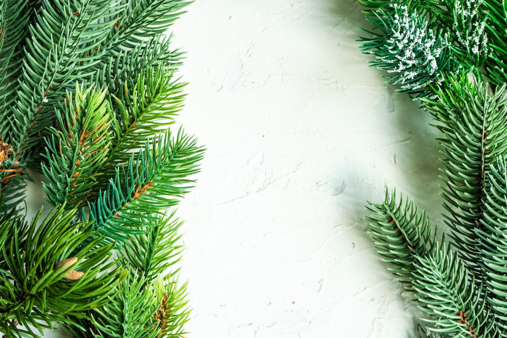 Christmas branches with copy space in center