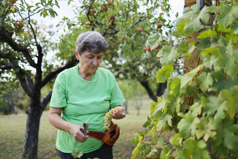 Rural Community Member Working in a Vineyard.