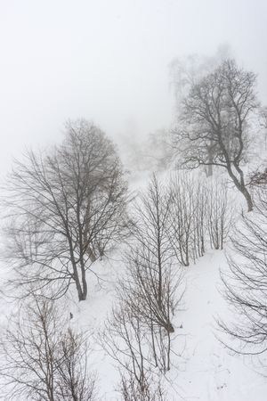 Wintry trees on snowy day in Caucasus mountains