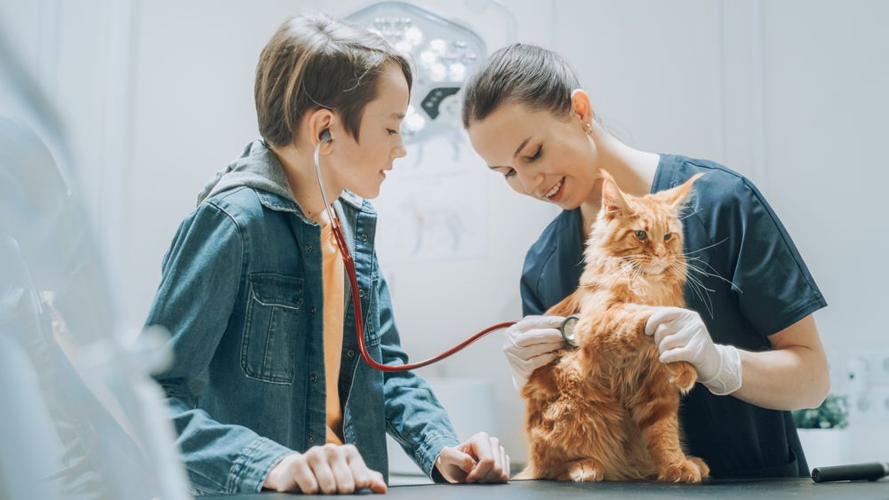 Boy Bringing His Cat for a Scheduled Check Up Visit