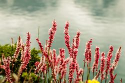 Beautiful pink flowers lining Katora Lake in Pakistan
