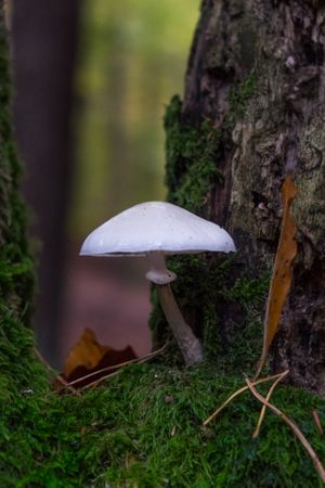 Single mushroom emerging from base of tree