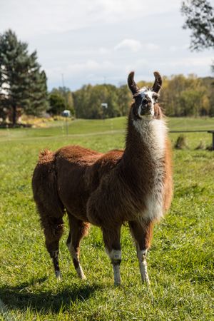 This llama shares its farmland home with a number of goats near the town of South Hero, Vermont