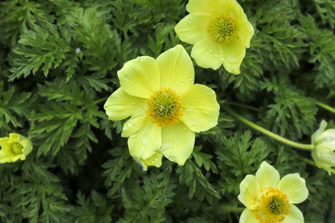 Yellow pulsatilla blooming in spring garden: fresh dew drops decorate petals