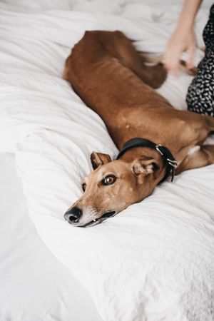 Funny dog resting on bed near human