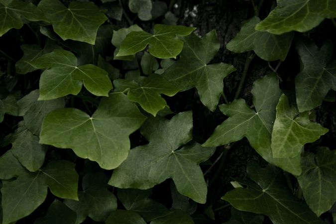 Ivy leaves of climbing plant. Lush green background of nature.