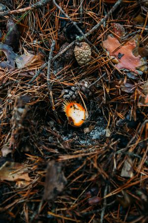 Wild mushroom in the forest