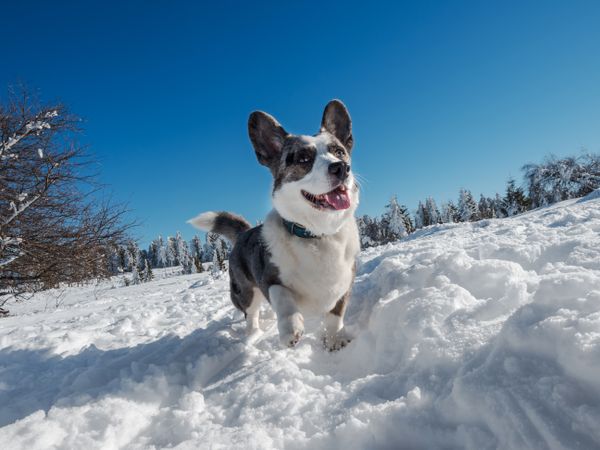 Beautiful dog corgi cardigan of gray color on snow
