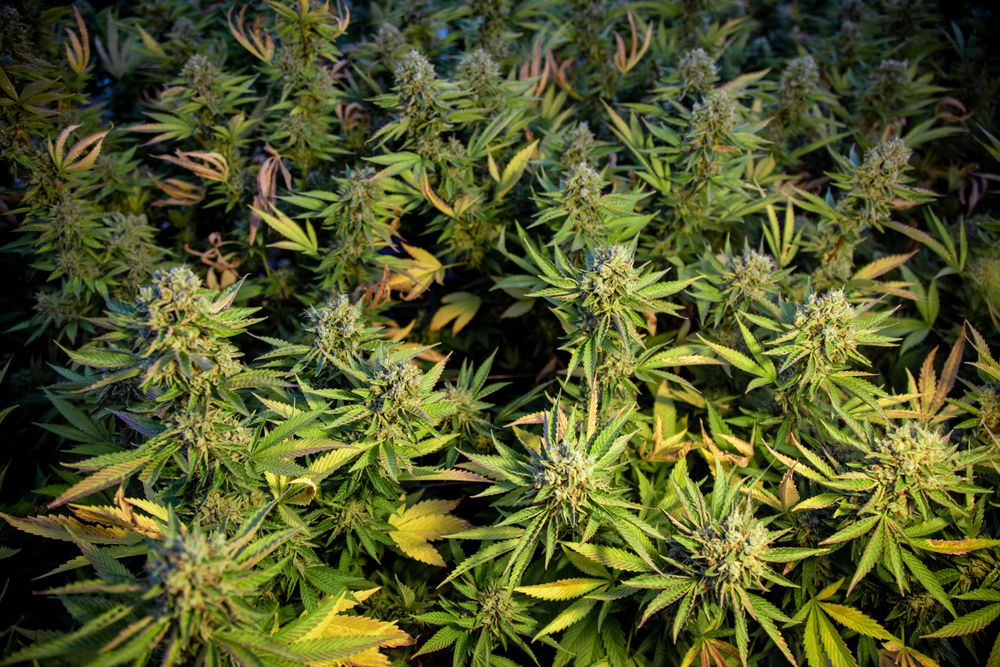 Room of cultivated marijuana