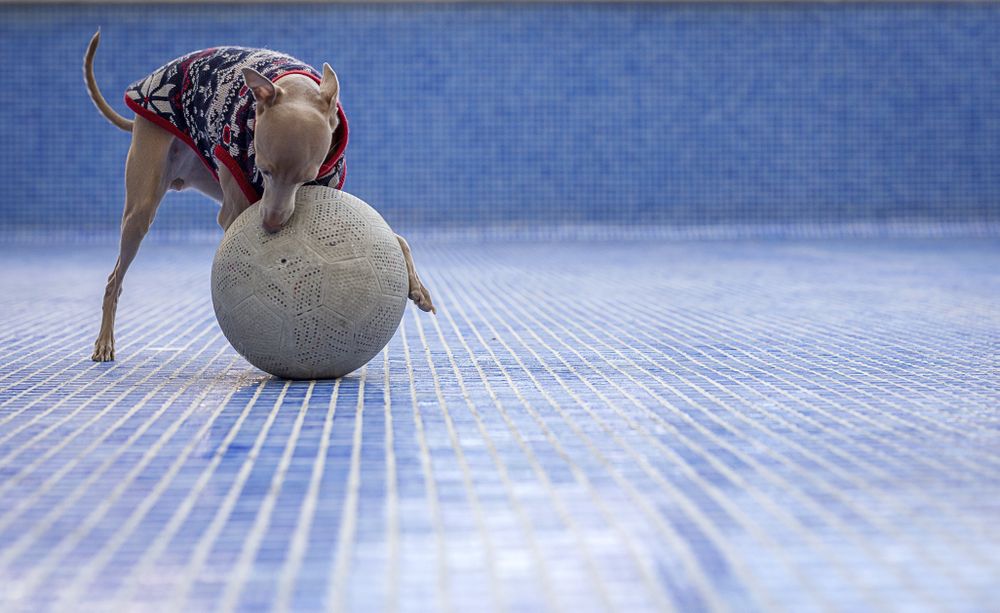 Italian greyhound dog playing in the pool with a ball